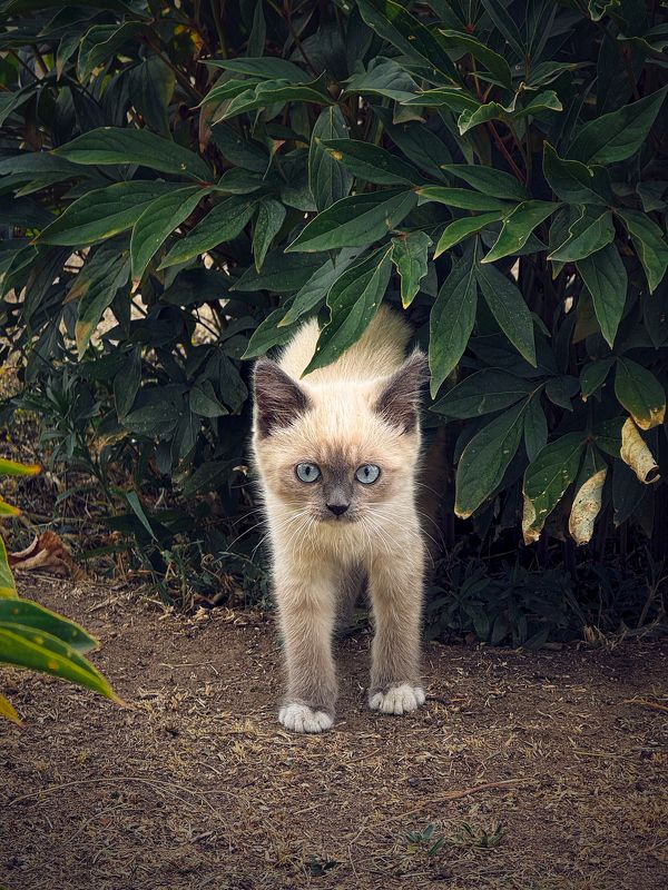 Засада фото превью