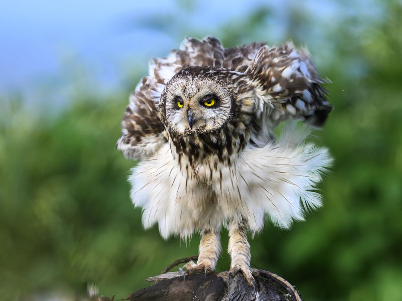 Красотка фото превью