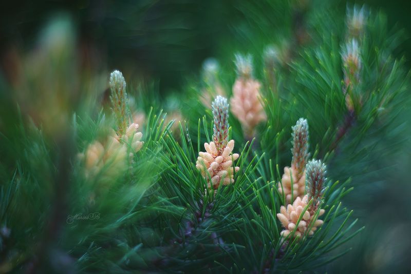 Цветёт сосна фото превью