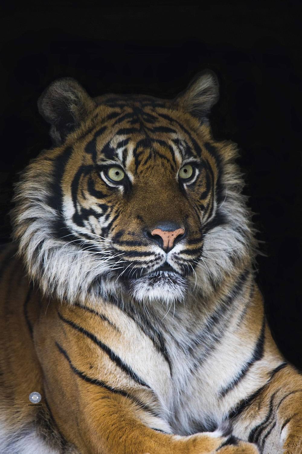 tiger-sumatran tiger-pose, Ali Pashang