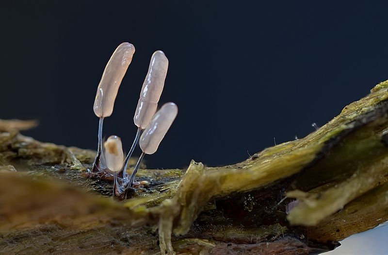 миксомицеты, лес, макро, stemonitopsis typhina Миксомицет Стемонитопсис фото превью