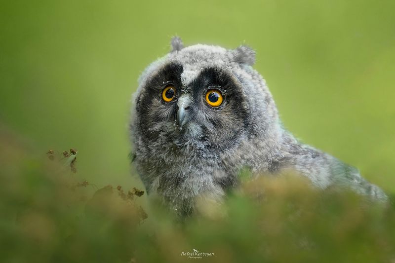 Long eared owl owlet фото превью