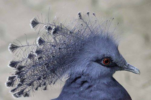 Victoria crowned pigeon