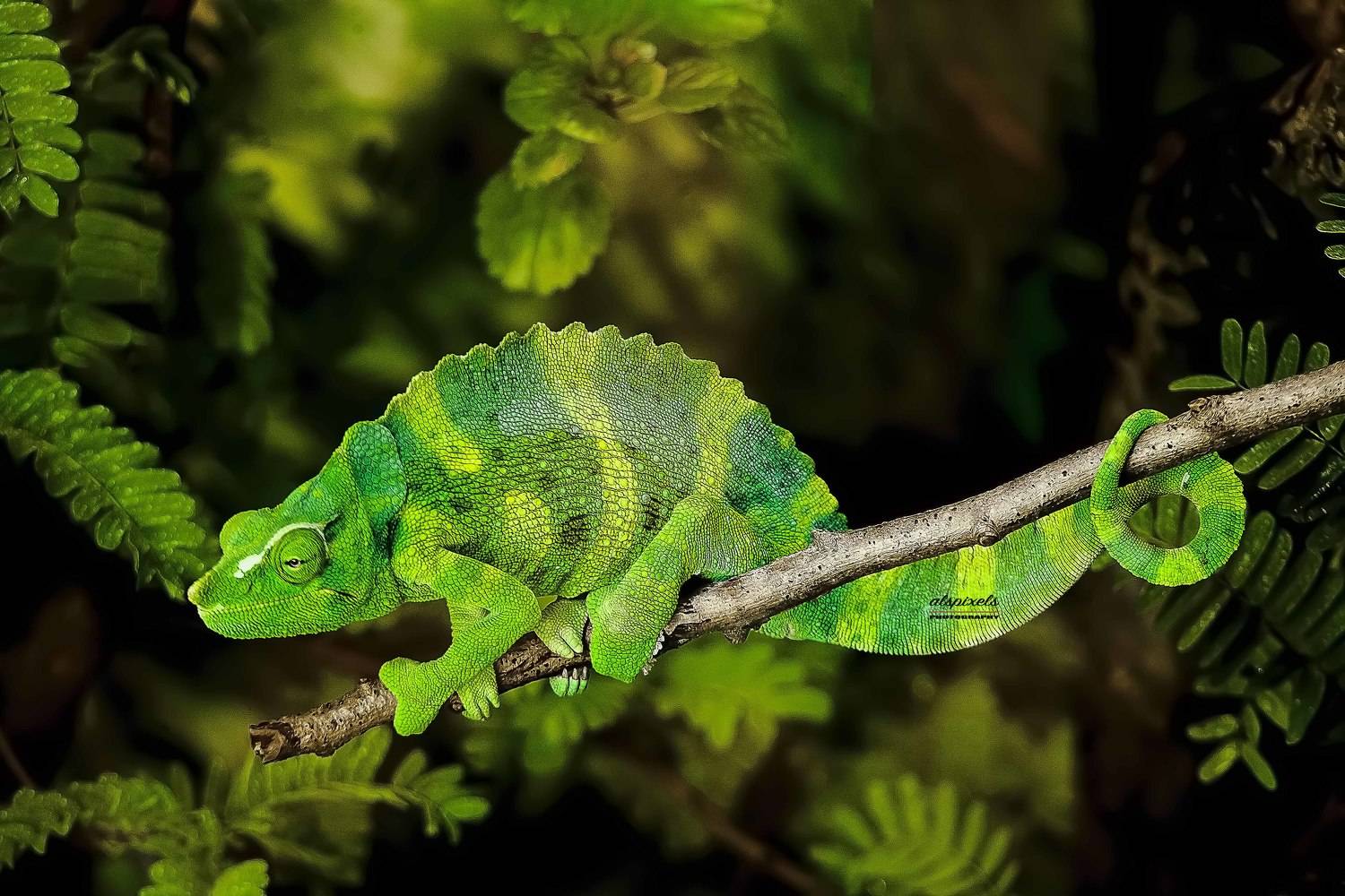 reptile-chameleon, Ali Pashang