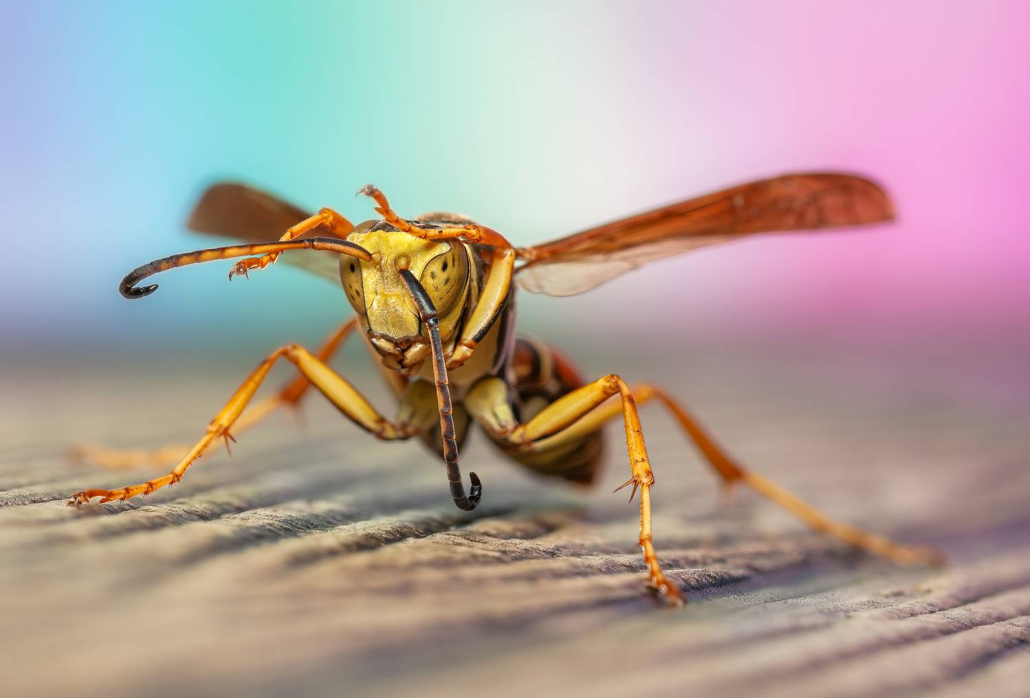 wasp, insect, macro, nature, wild, insects, bee,, Atul Saluja