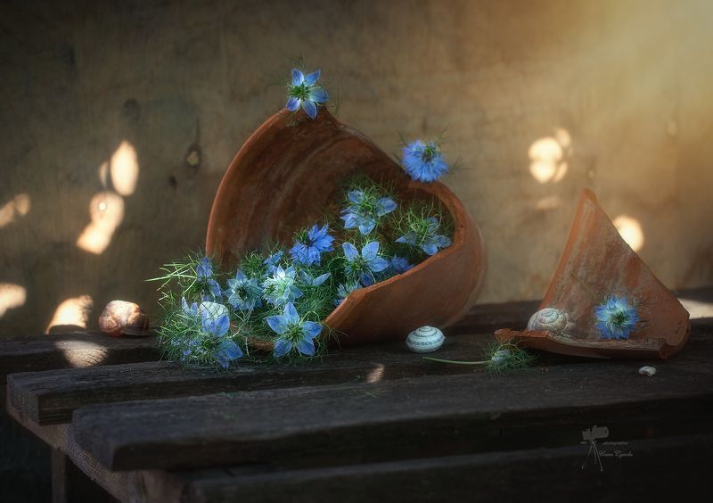 *** фото превью