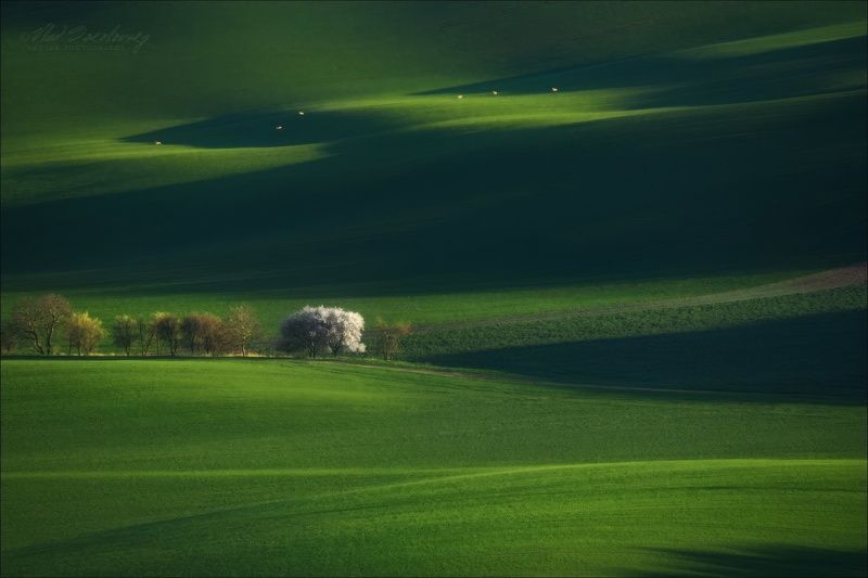 Моравская весна ..