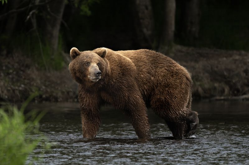 Хозяин тайги фото превью
