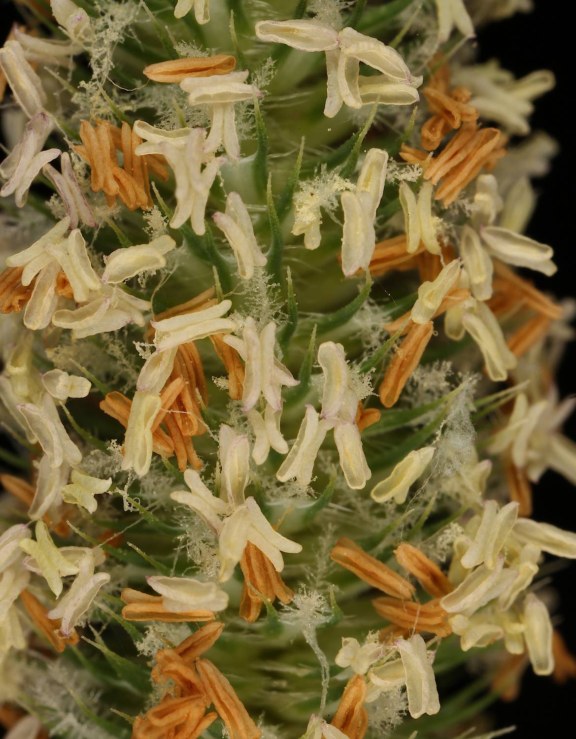 phleum  pratense, Александр Зорин