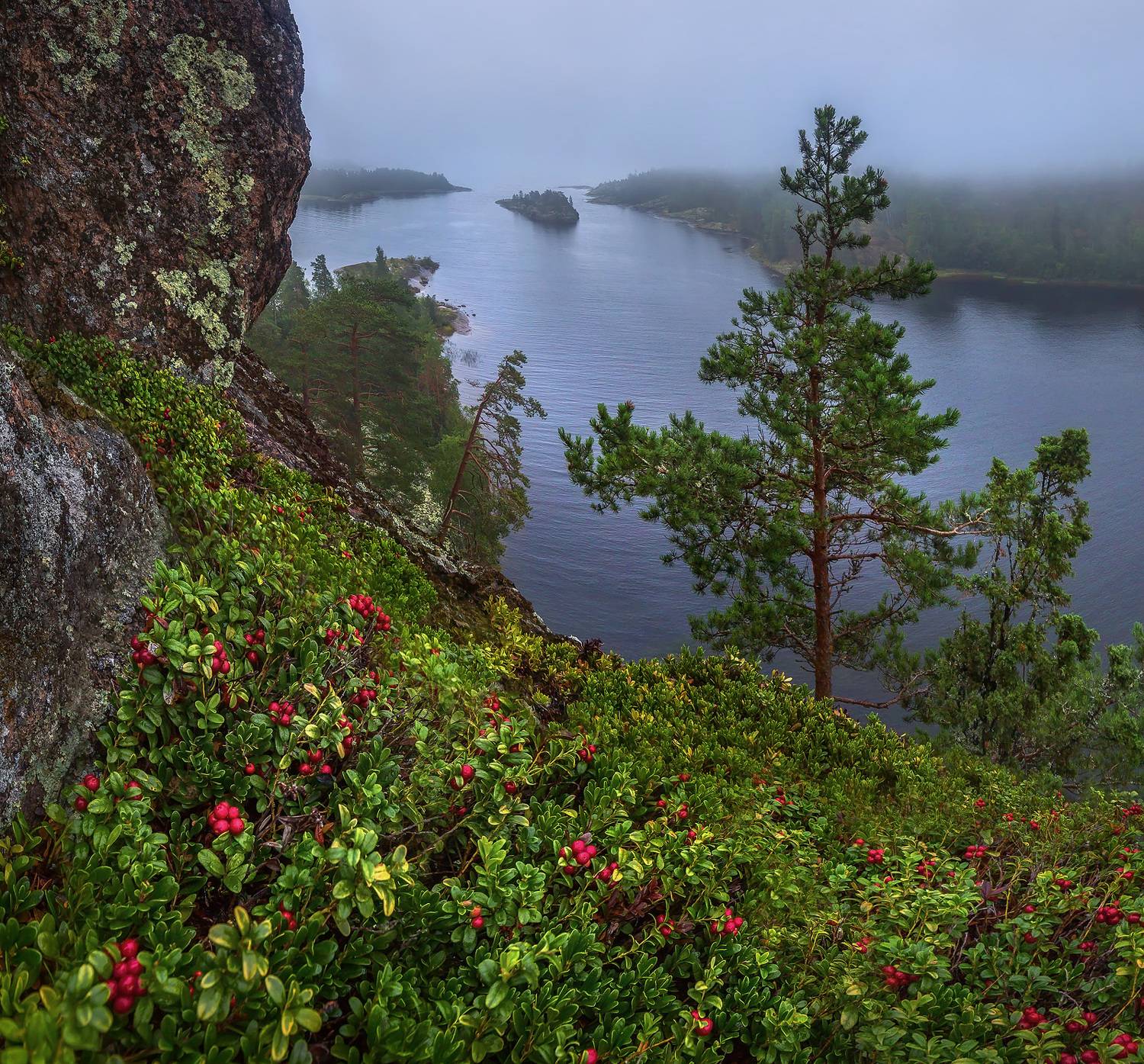 ладожское озеро, карелия, ладожские шхеры, национальный парк, лето, вода, берег, пасмурно, брусника, ягода, ягодное, скалы,, Лашков Фёдор