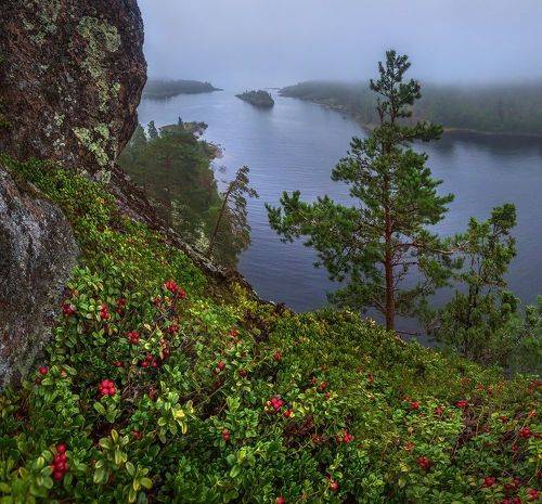 Брусника на острове