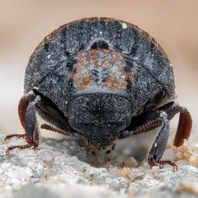 Byrrhus pilula фото превью