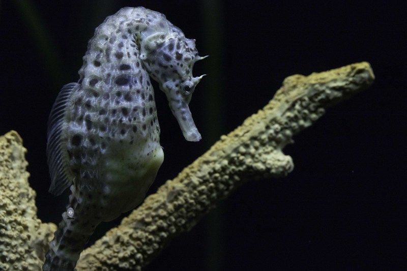 Pot-bellied seahorse фото превью