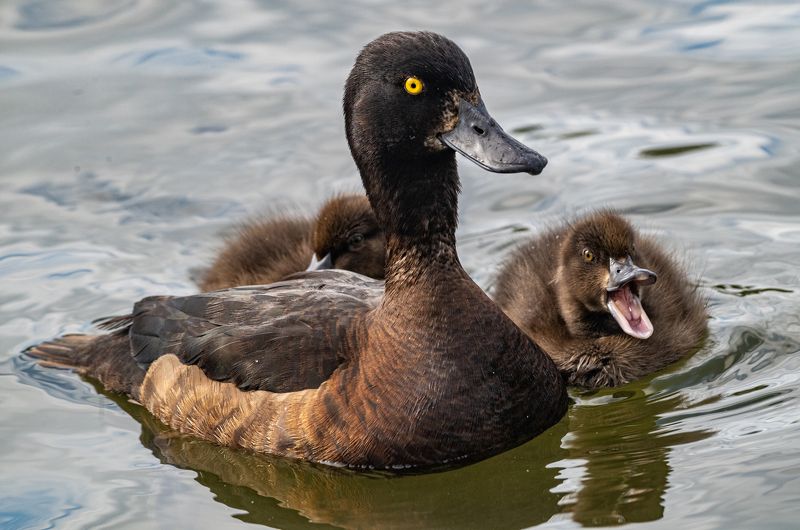 мурманск, черноголовая чернеть, птенцы, птицы Чернеть с птенцами фото превью