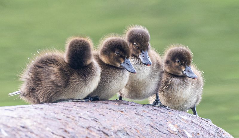 черноголовая чернеть, мурманск, птенцы, птицы Малыши фото превью