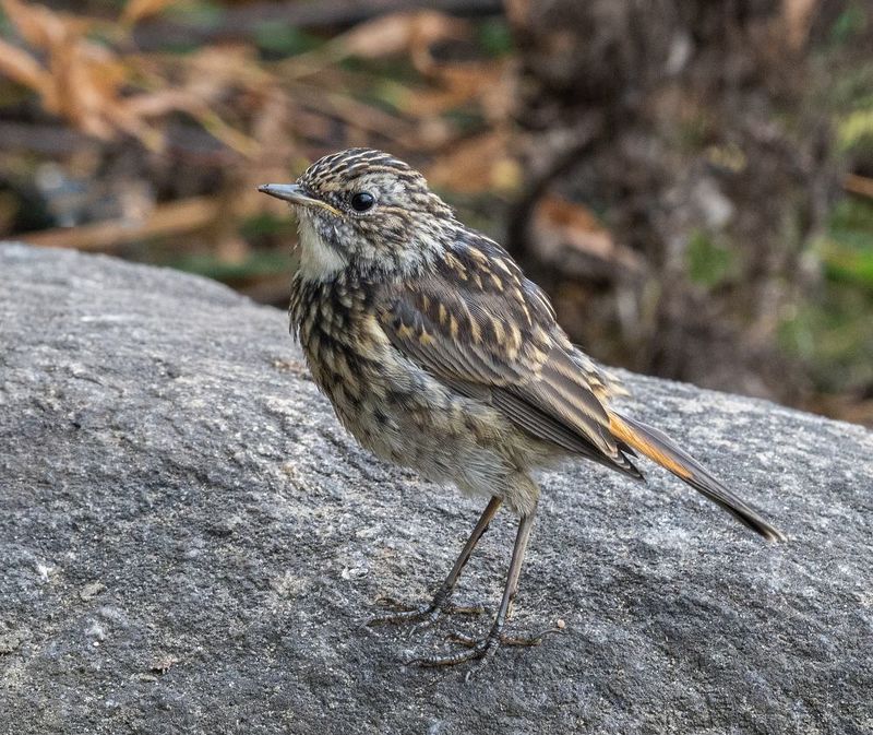 варакушка птенец птица мурманск Птенец варакушки фото превью