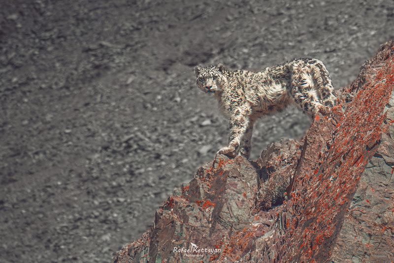 Snow leopard  on the top of cliff фото превью