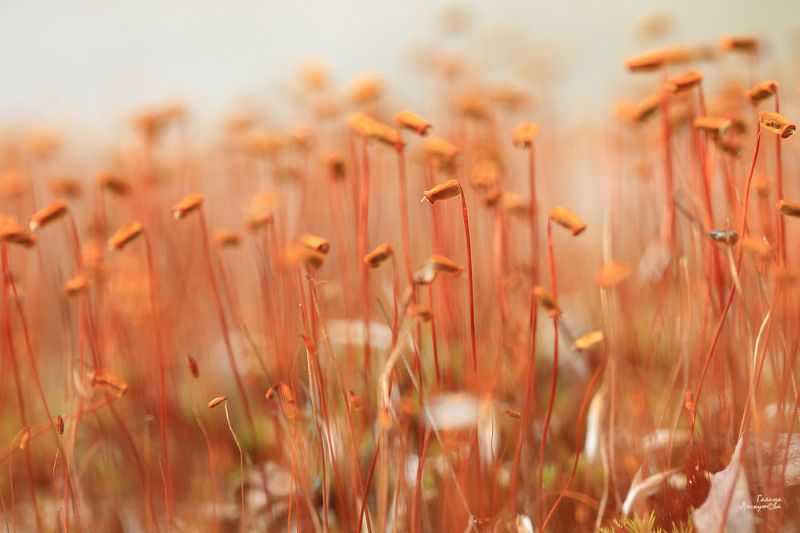 политрихум, болотное растение, тундра  фото превью