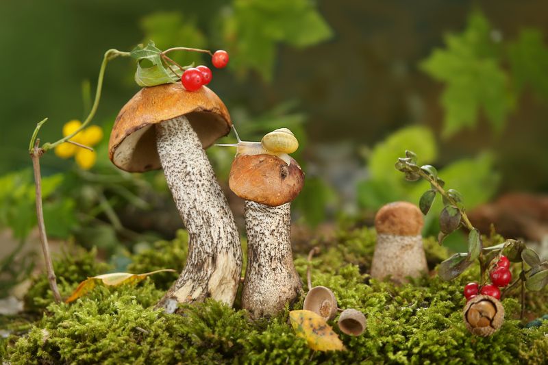 природа, грибы, подосиновики, мох, улитка, листья Подосиновички фото превью