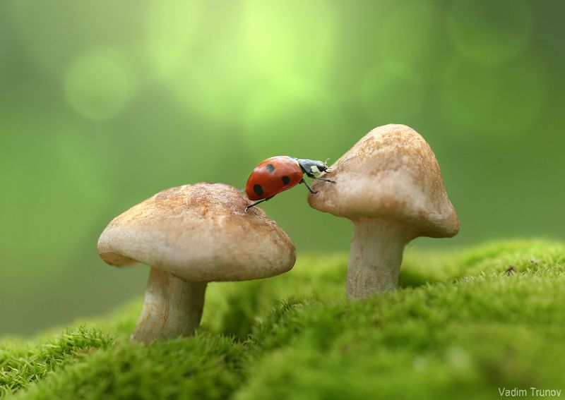 Ladybug фото превью