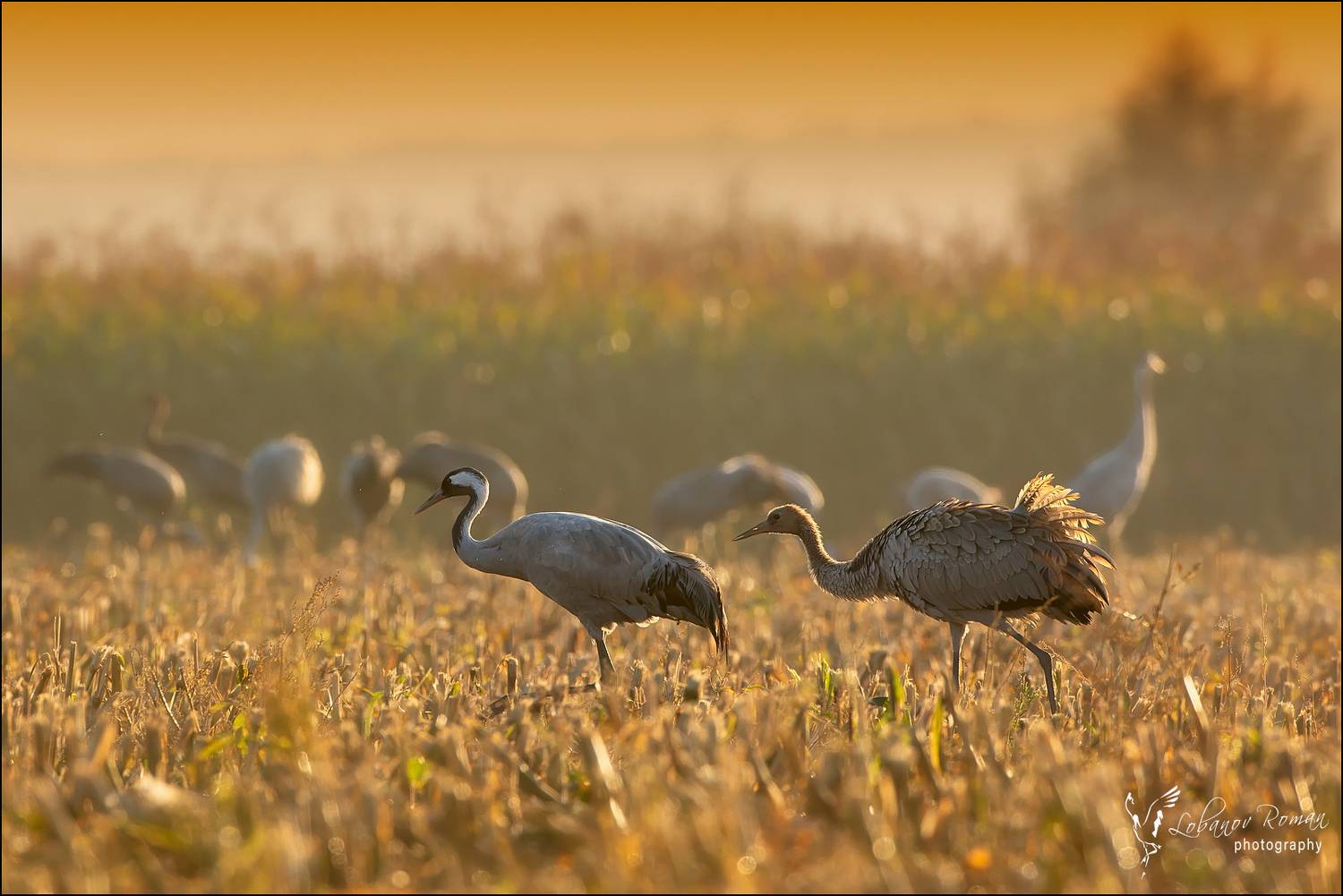 , Лобанов Роман