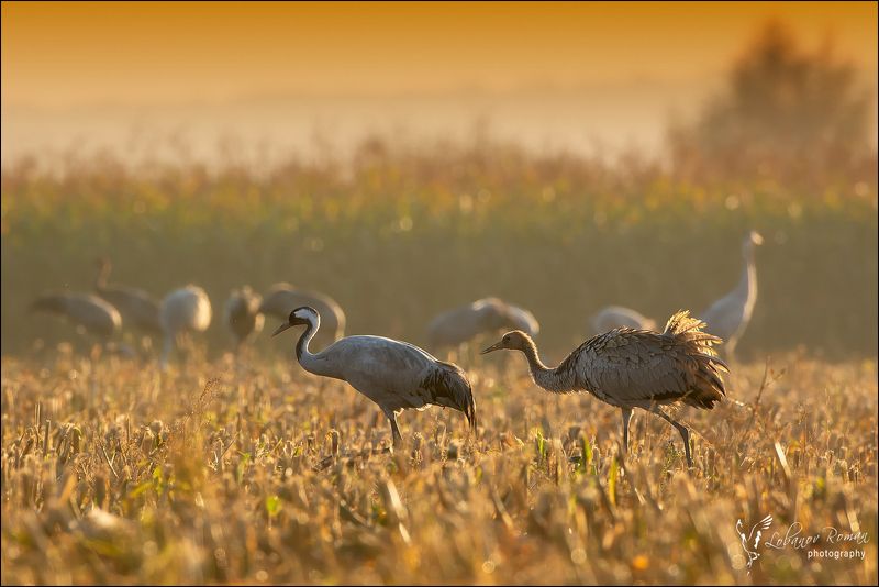 * * * фото превью