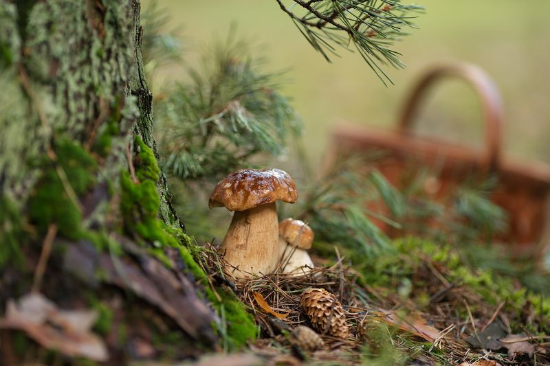 грибы, белые, лес, корзинка, сосна, август,беларусь, ирина горюкина Секрет долголетия фото превью