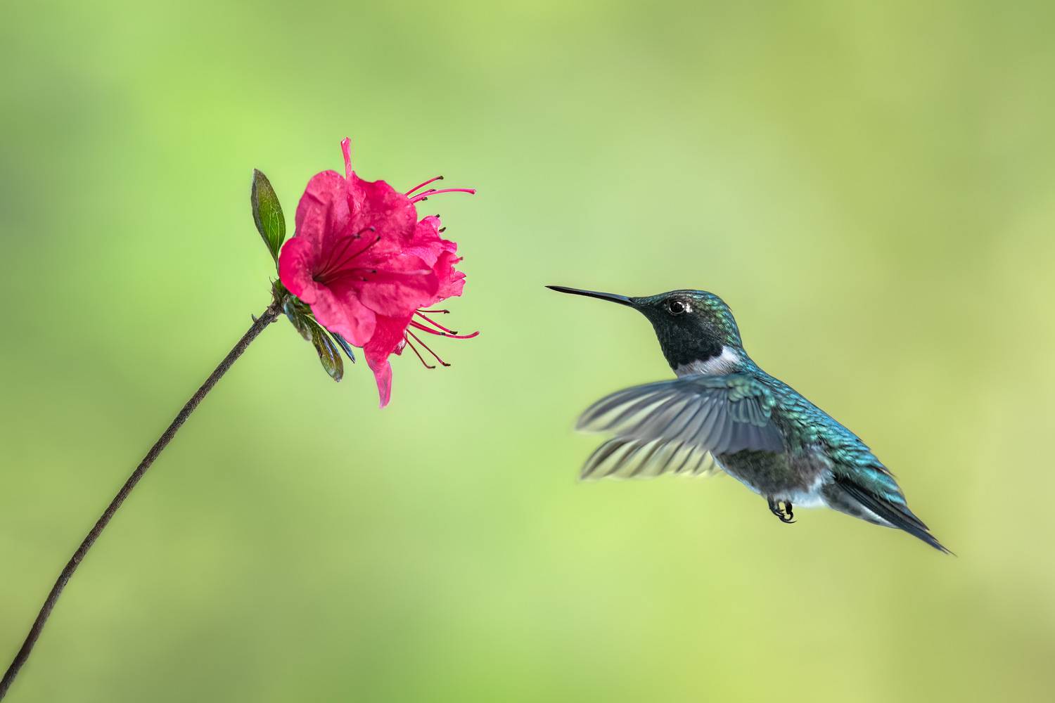 bird, humming, hummingbird, hummingbirds, hummer, rufous, nature, animals, wild, action, dynamic, Atul Saluja