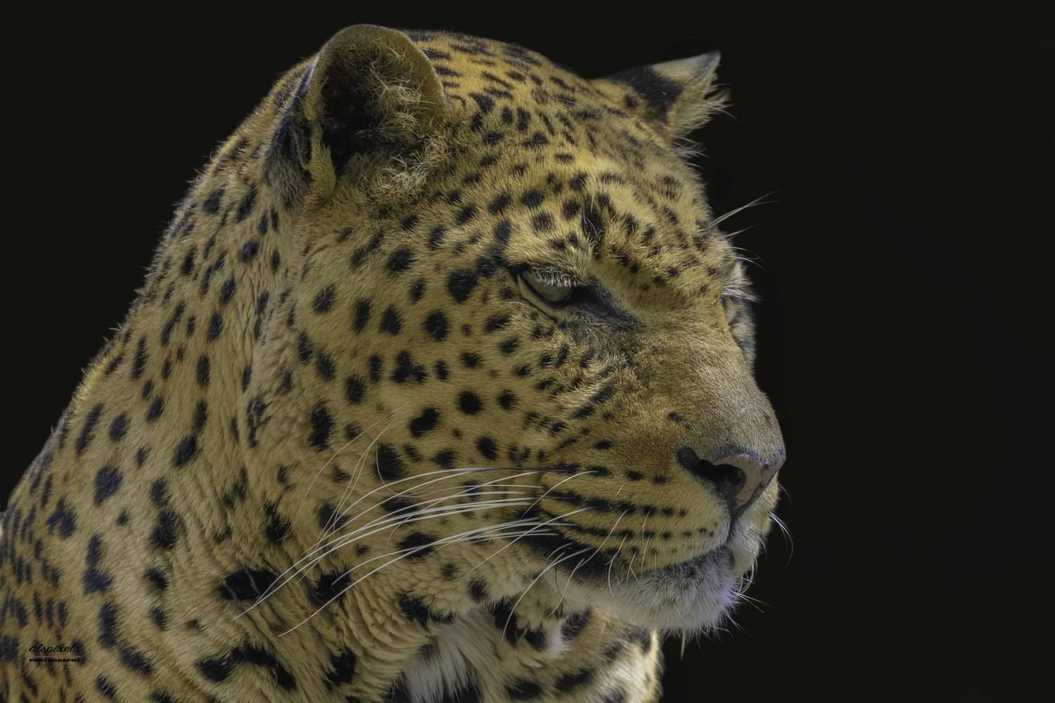 africa-african leopard-cat-big cat-portrait- face-, Ali Pashang