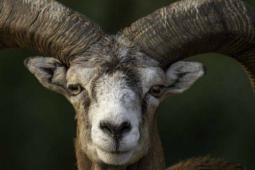 Mouflon