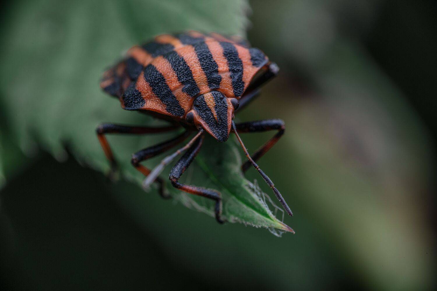 , Konstantin Shiryaev