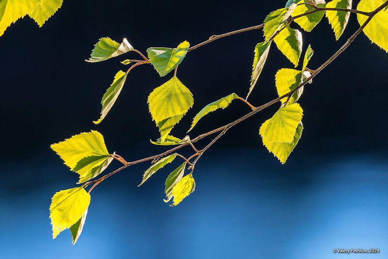 весна, май, первая зелень, контровой свет, лес, лесная река, мещёра, рязанская область. Майские этюды фото превью