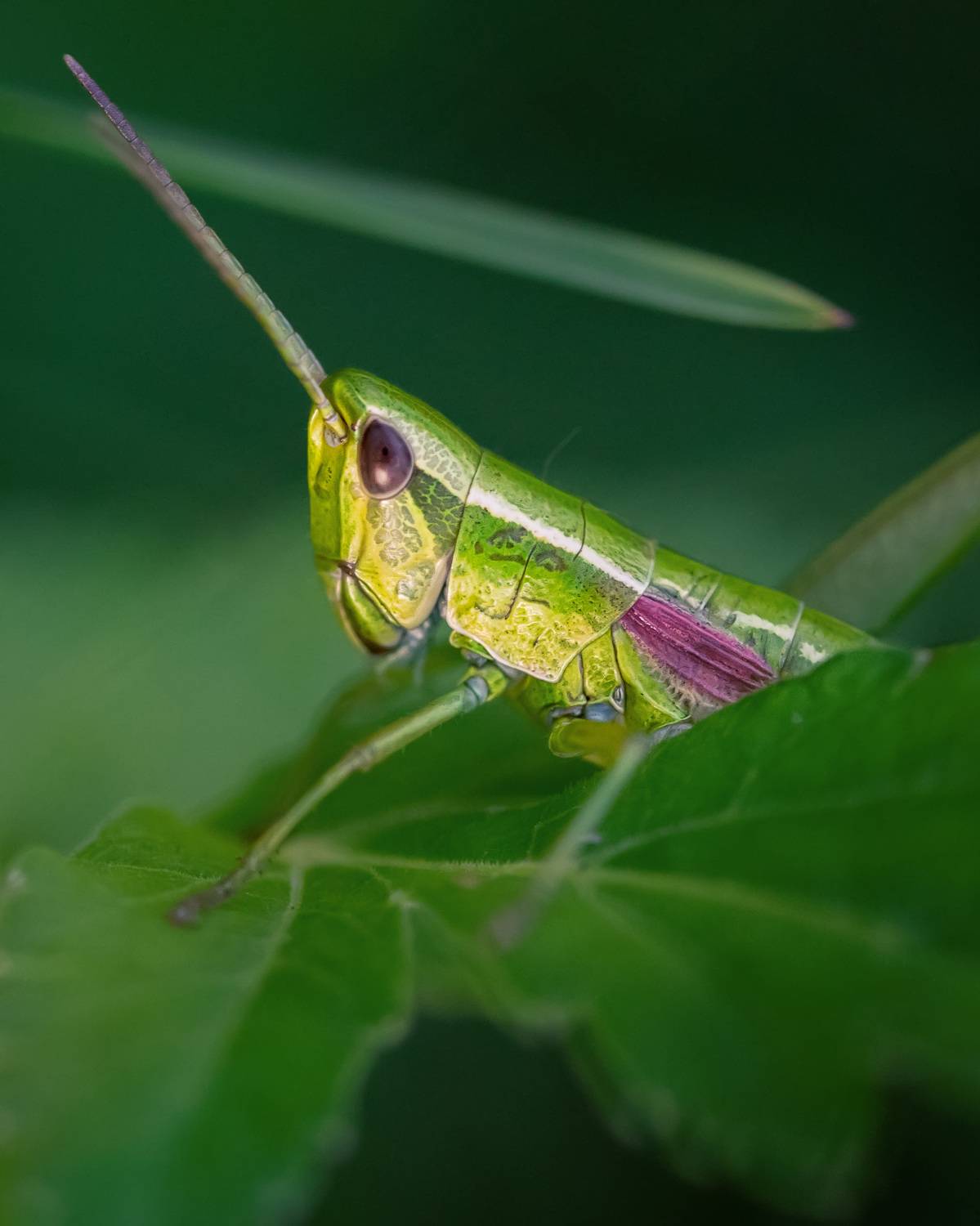 , Рагинская Ольга