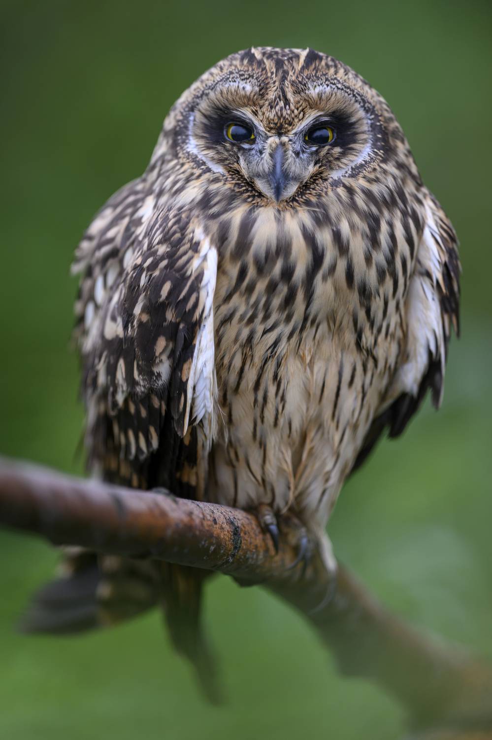 , Пупонин Сергей