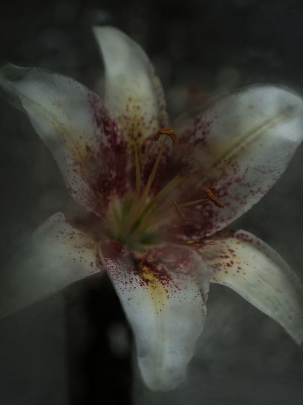 Портрет Лилии фото превью