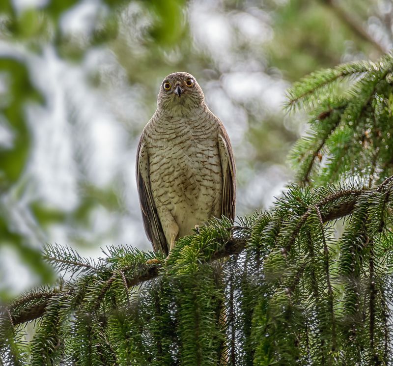 птица, ястреб, самка, птенцы, Красавица - мать 5 птенцов. фото превью