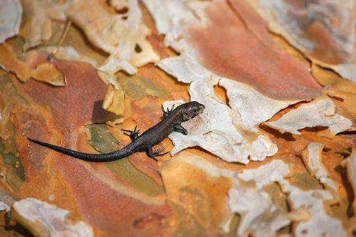 МикроДинозавр