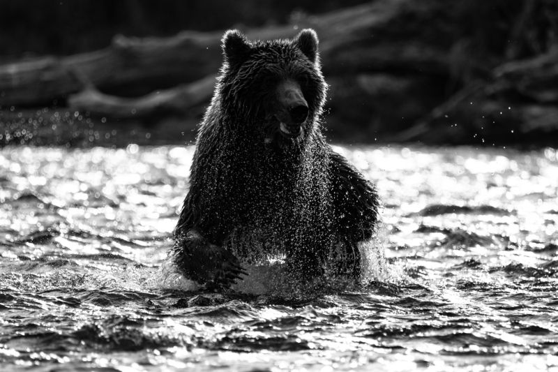 медведь, Камчатка, озеро, солнце, рыбалка, хищник В солнечных лучах фото превью