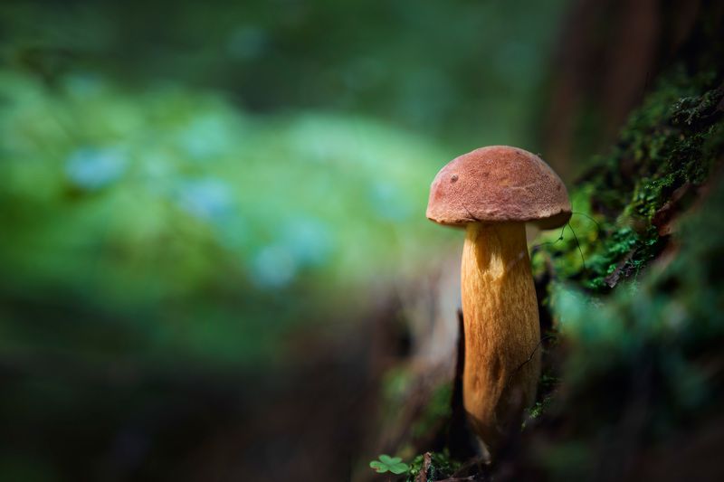 Грибок фото превью