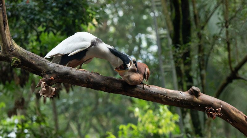 Кормление фото превью