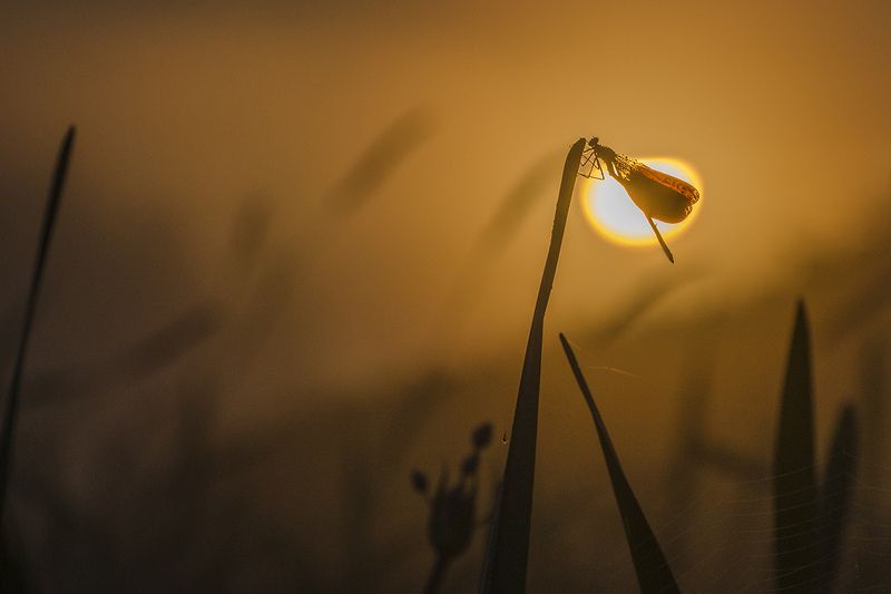 утро стрекоза Тёплый сон лета фото превью