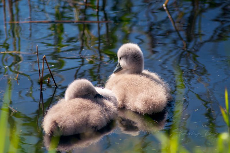 ребята-лебедята фото превью