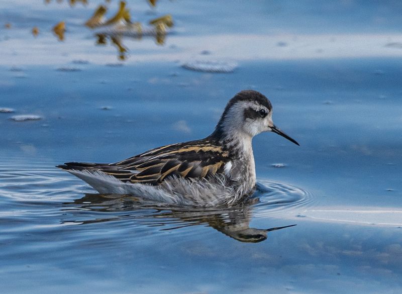 птицы, кулик, круглоносый плавунчик, териберка Круглоносый плавунчик фото превью