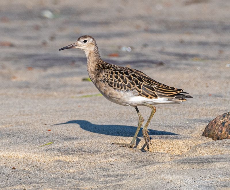 птицы, турухтан, кулик, териберка Турухтан фото превью