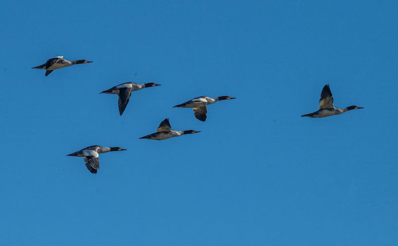 птицы, большой крохаль, териберка Крохали летят фото превью