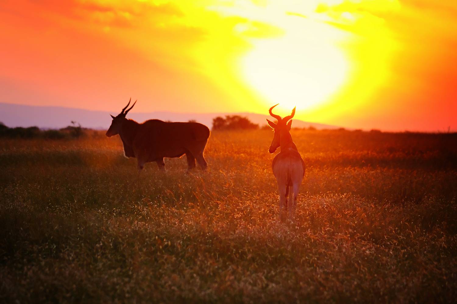 , Худзинская Ирина
