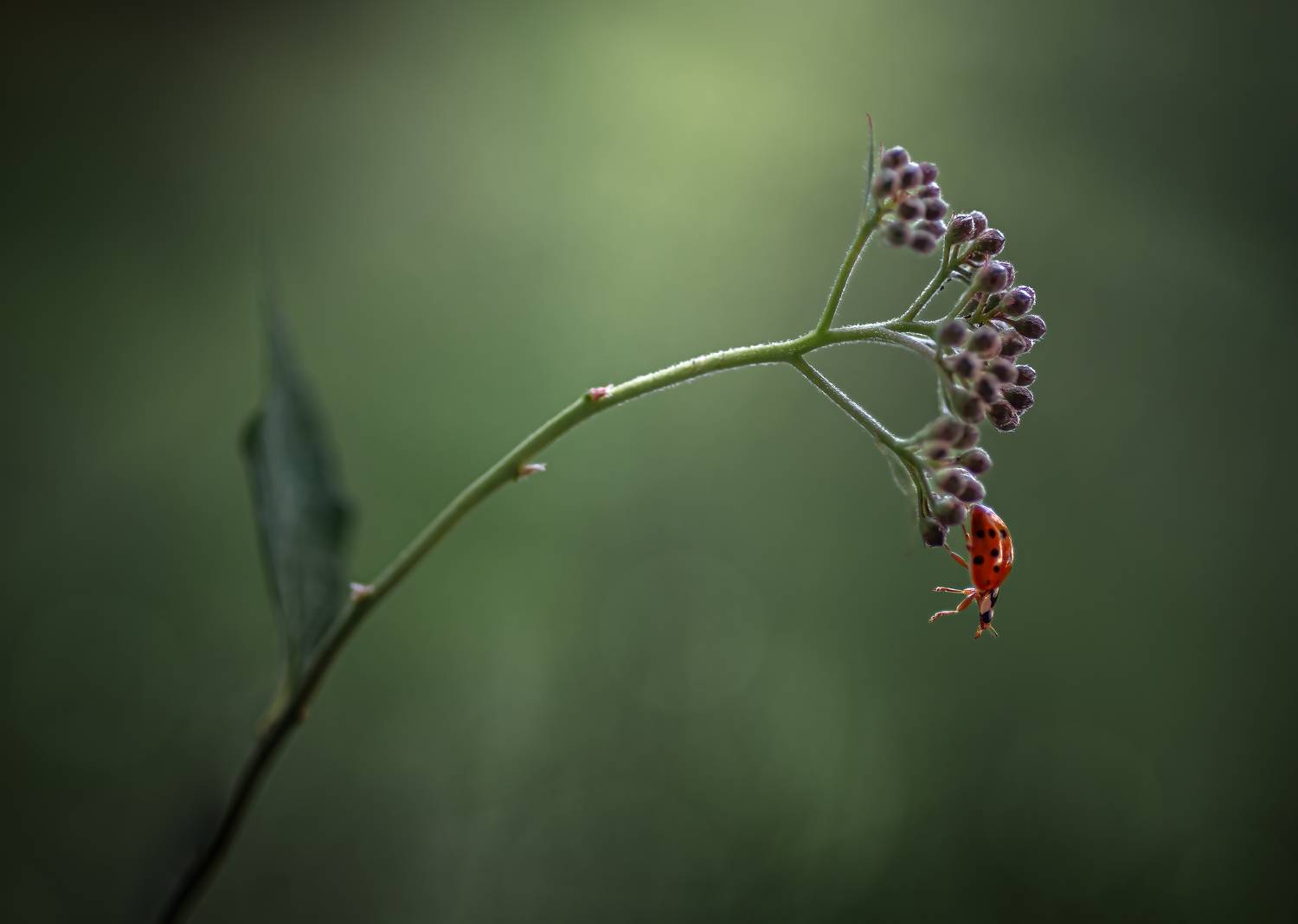 ladybug, beetle, insect, flower, macro, bugs, ladybird,, Atul Saluja