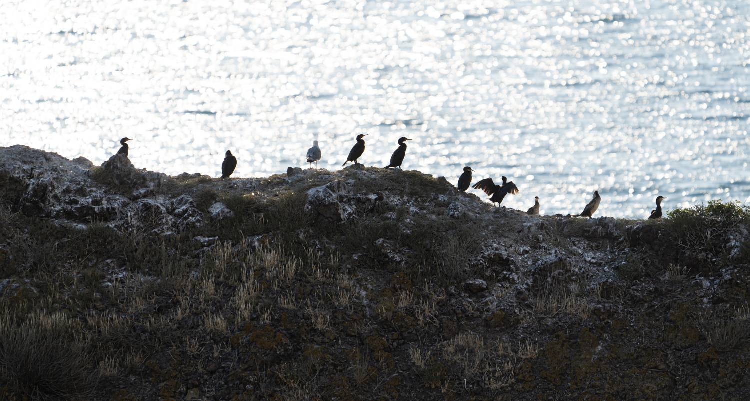 Россия, Крым, Севастополь, мыс Фиолент, бакланы,, Юрий Гаврилов