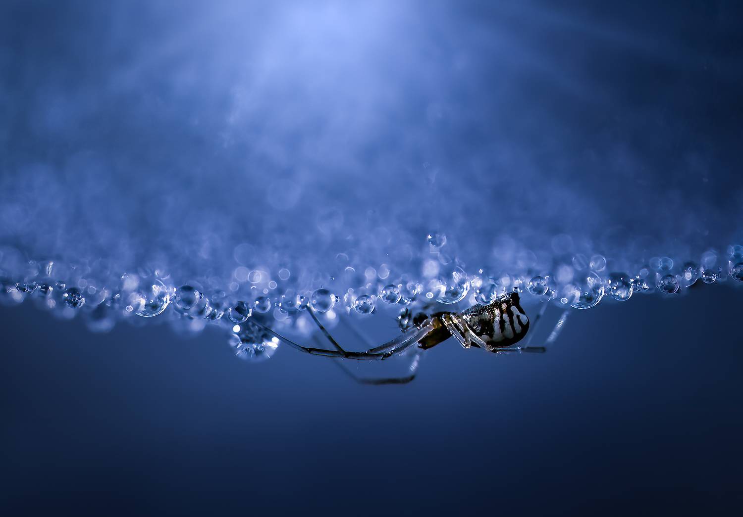 spider, animal, wild, insect, arachnid, leaf, macro,, Atul Saluja