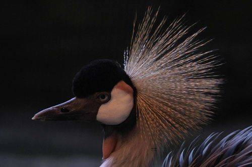 Grey-necked crowned crane